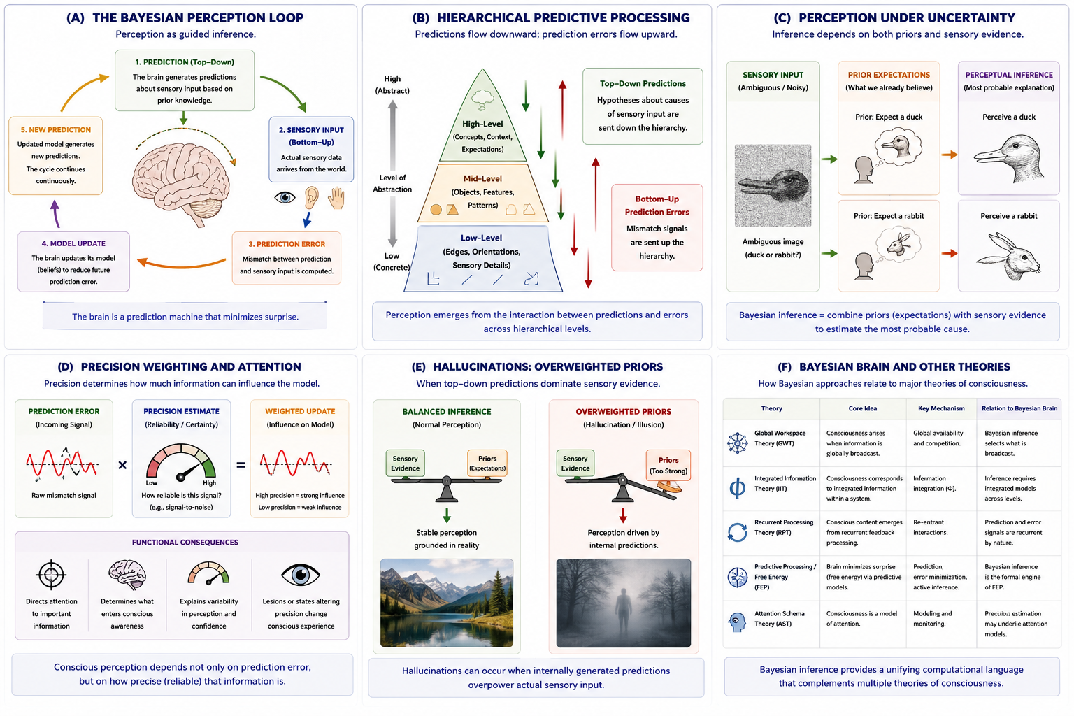 Bayesian brain and predictive inference. Panel A illustrates the Bayesian perception loop. Panel B shows hierarchical predictive processing. Panel C demonstrates perception under uncertainty. Panel D illustrates precision weighting and attention. Panel E shows hallucinations as overweighted priors. Panel F compares Bayesian approaches with other theories of consciousness.