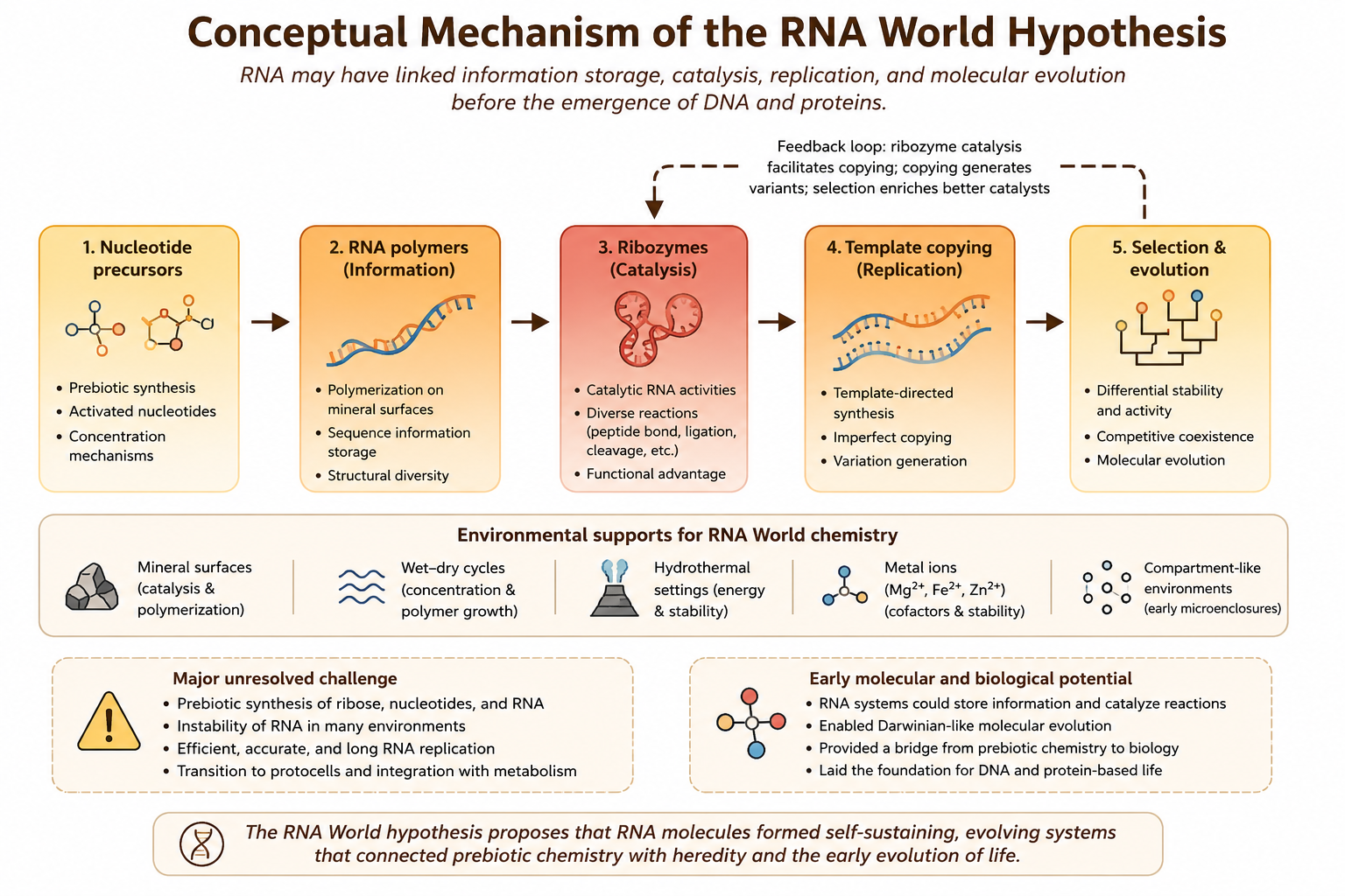Conceptual mechanism of the RNA World hypothesis.
