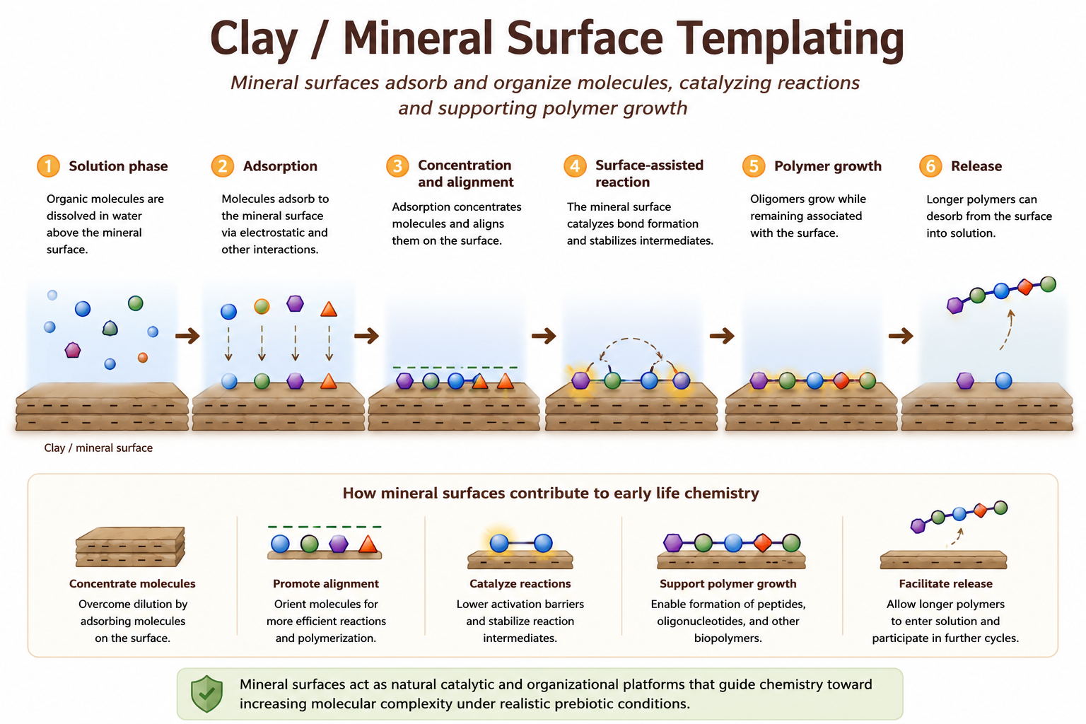 Conceptual mechanism of clay and mineral template hypotheses.